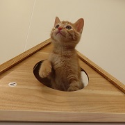 モモカ