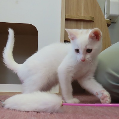 テン