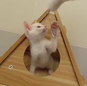マナト