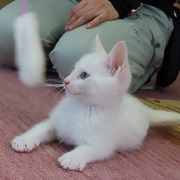 マナト