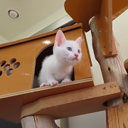 マナト
