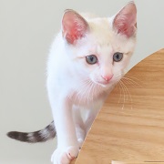 迫るヨモ