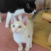ヨモとチラッとてりたま