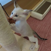 ヨモ