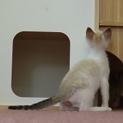 ヨモ