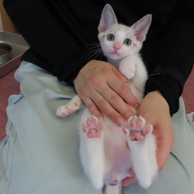 ヨモ