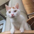 ハヤブサトップ