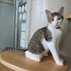 huku