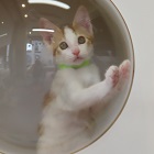 グリムジョー