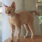 デボントップ