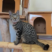 ティガおすわり