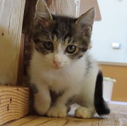 スプラッシュ1801