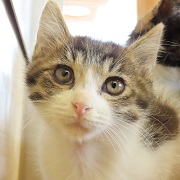 スプラッシュ1802