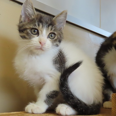 スプラッシュ400