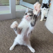 スプラッシュあそぶ