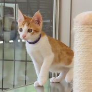 ウルキオラ