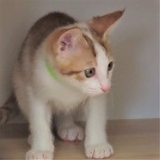 グリムジョー