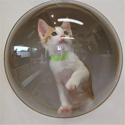 グリムジョー