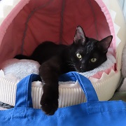 ミズナラ