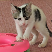 ティア