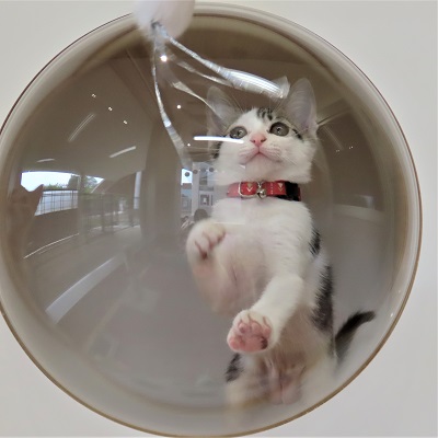 ティア
