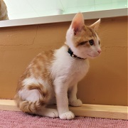 ノイトラ