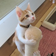 ノイトラ