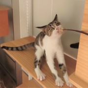 猫じゃらし大好きスポッチャ