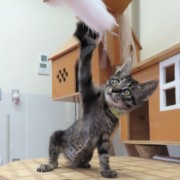 猫じゃらしヒジキ