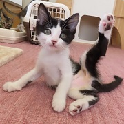 毛繕い中