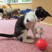 おもちゃ遊び