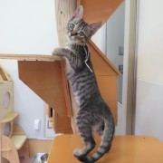 立っちするモズク