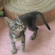 見上げるモズク