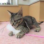 猫じゃらしとモズク