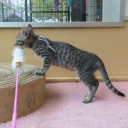 猫じゃらし泥棒モズク