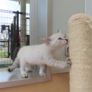 爪とぎじゃみ子