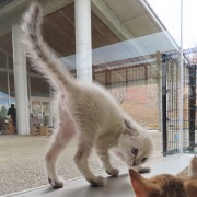 やんのかじゃみ子