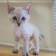 キリッとじゃみ子