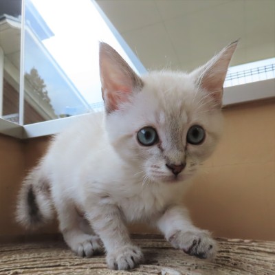 大きいじゃみ子