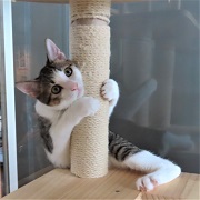 フクひょっこり