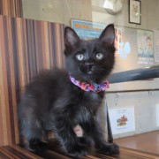 お座りめろでぃー