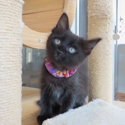 大きいめろでぃー