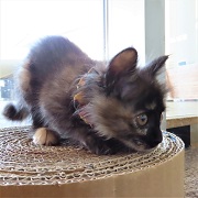 れでぃー爪とぎ