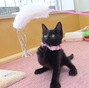 猫じゃらしと卯ノ花