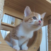 飛び出すムーチ