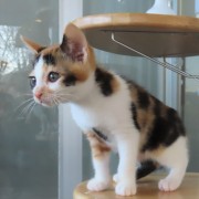 乗り出すナナチ