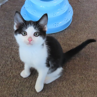 ヤーチカメラ目線