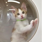 グリムジョー