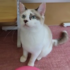 ミルファストップ