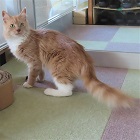 キットトップ